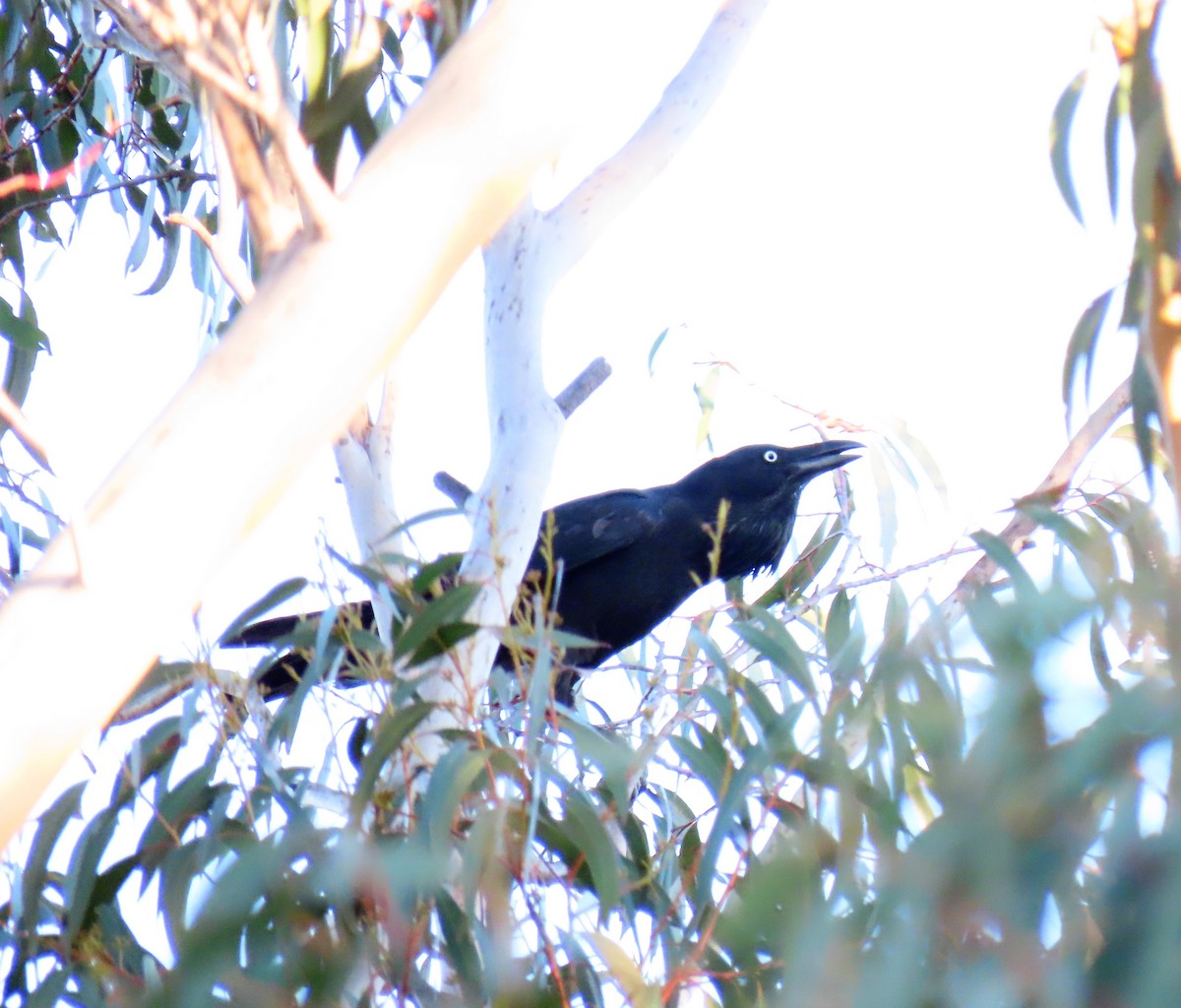 Australian Raven - ML523820261