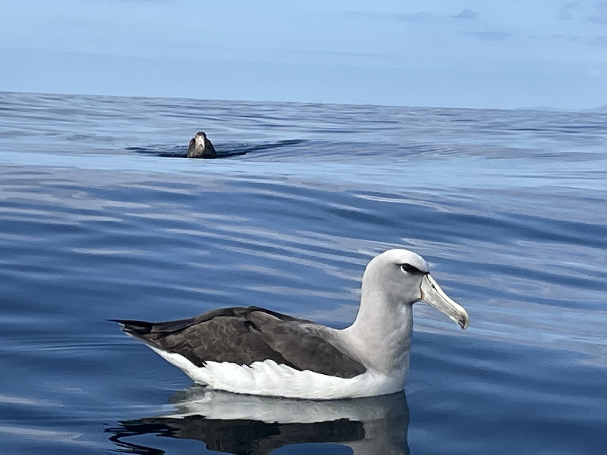 Salvin's Albatross - Alfie Benbow