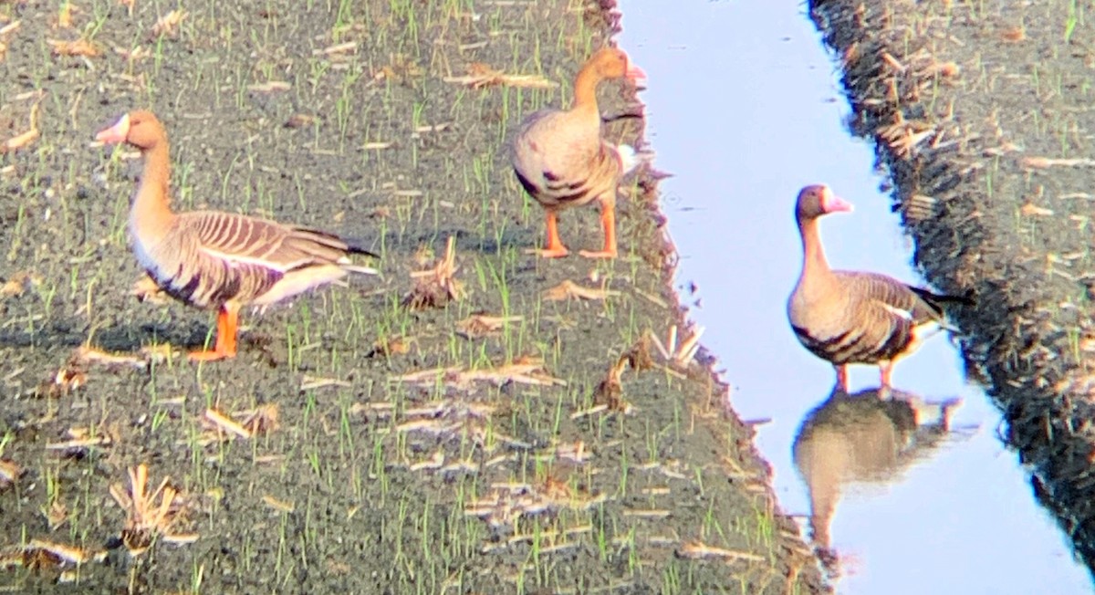 Greater White-fronted Goose - ML523821301