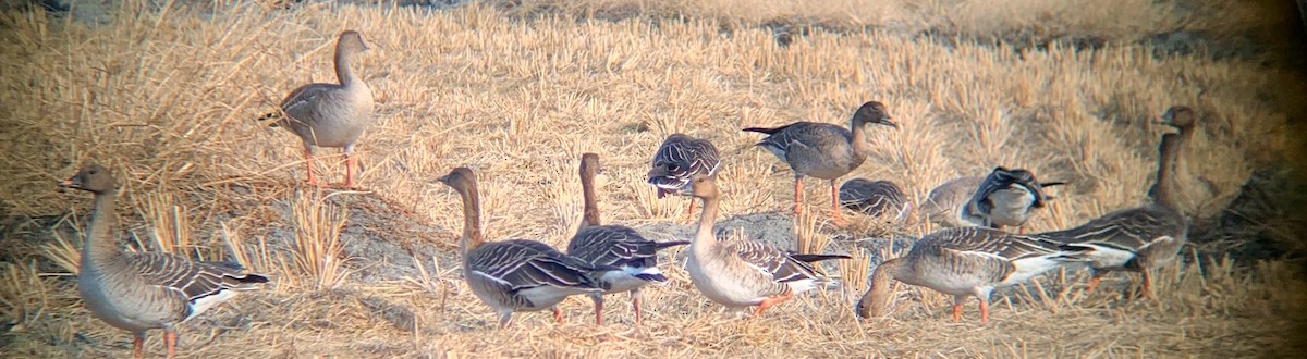 Taiga Bean-Goose - ML523821371