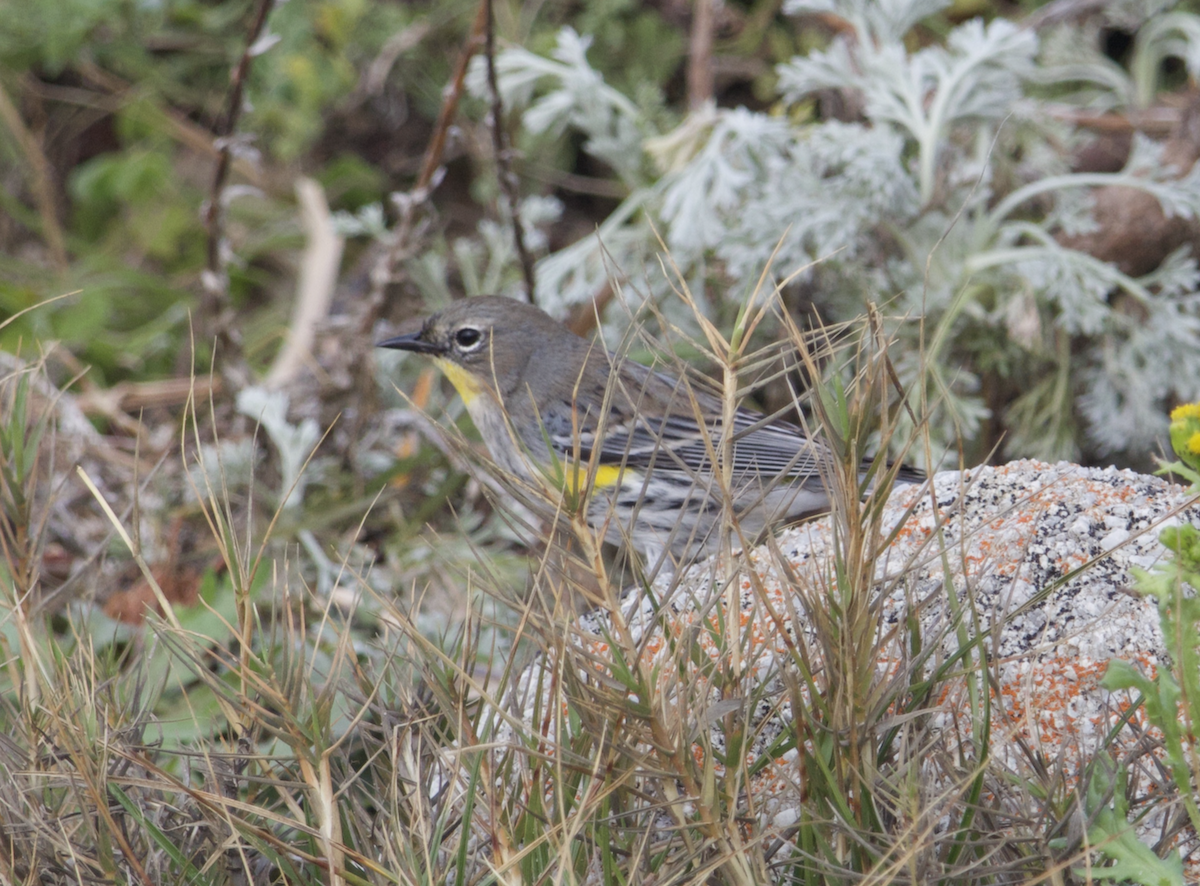 Yellow-rumped Warbler - ML523821511