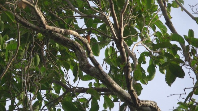 Black-winged Monarch - ML523821691