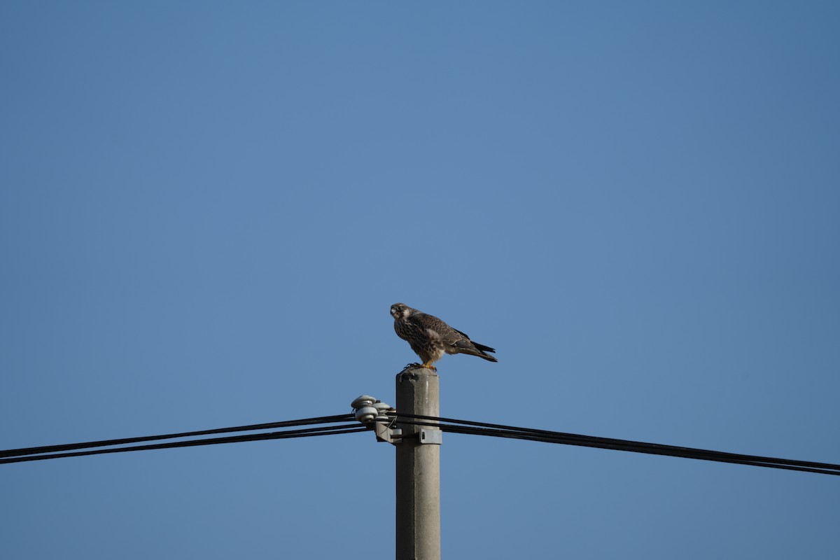 Peregrine Falcon - ML523822151