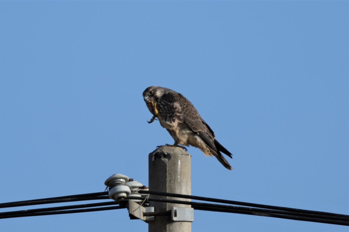 Halcón Peregrino - ML523822161