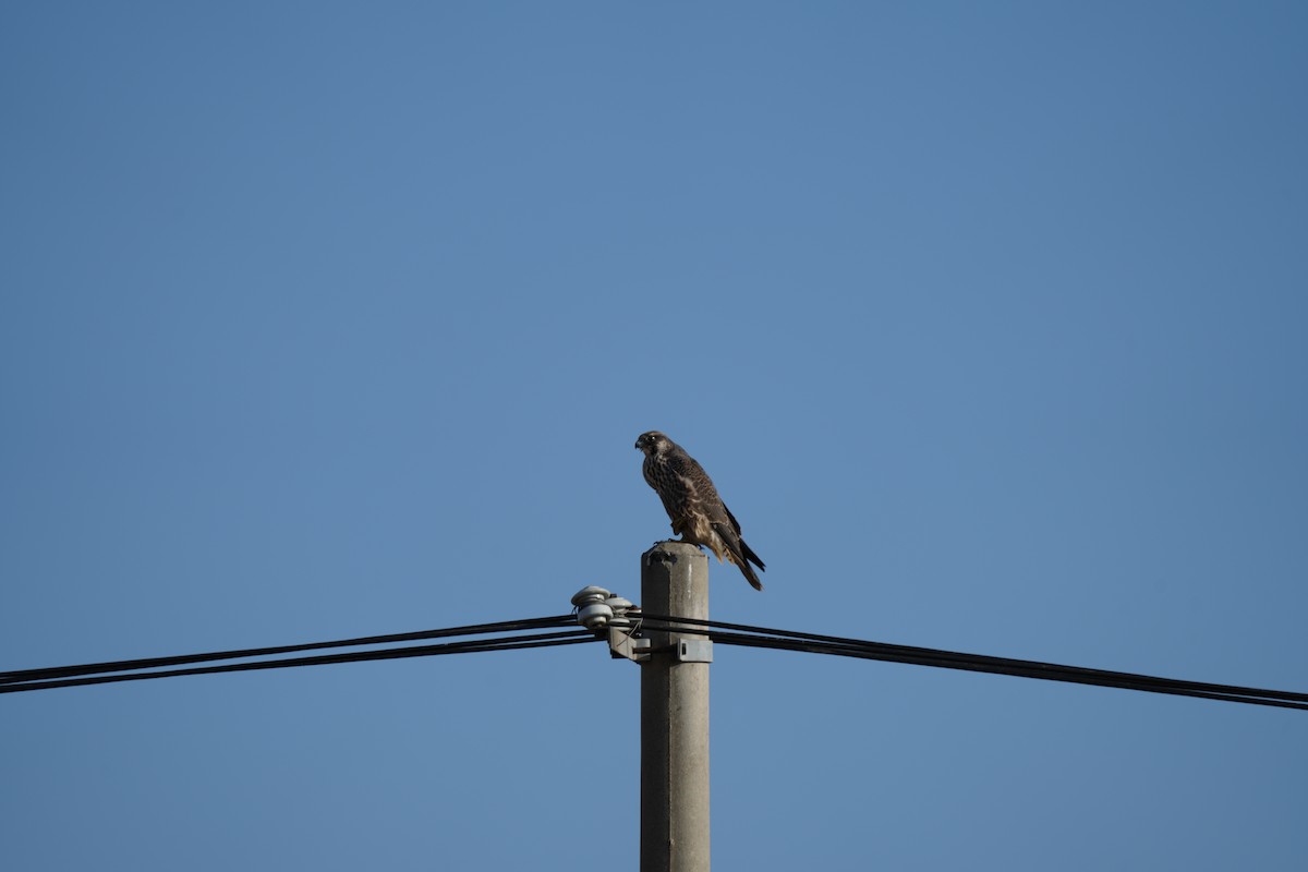 Peregrine Falcon - ML523822321