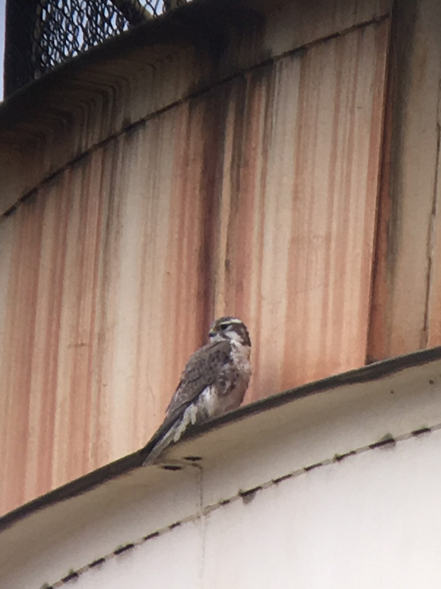 Prairie Falcon - ML52382241