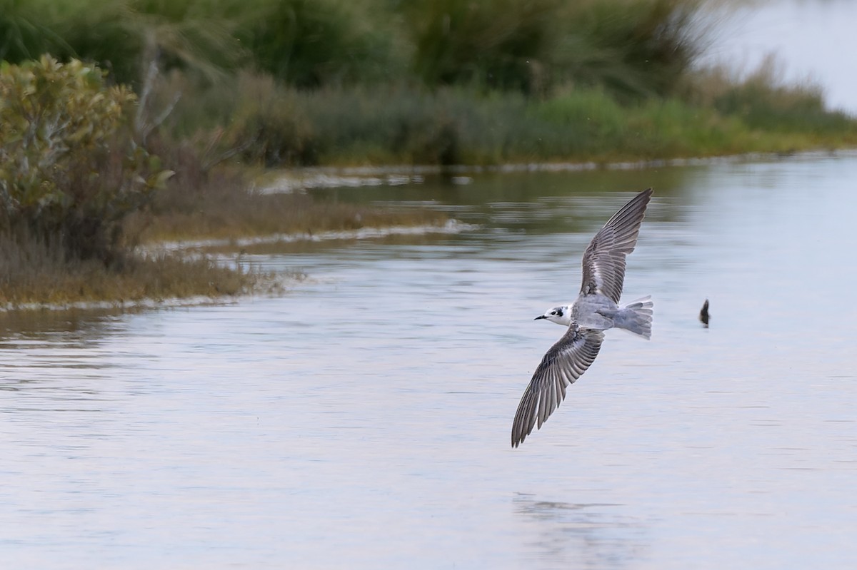 White-winged Tern - ML523823081
