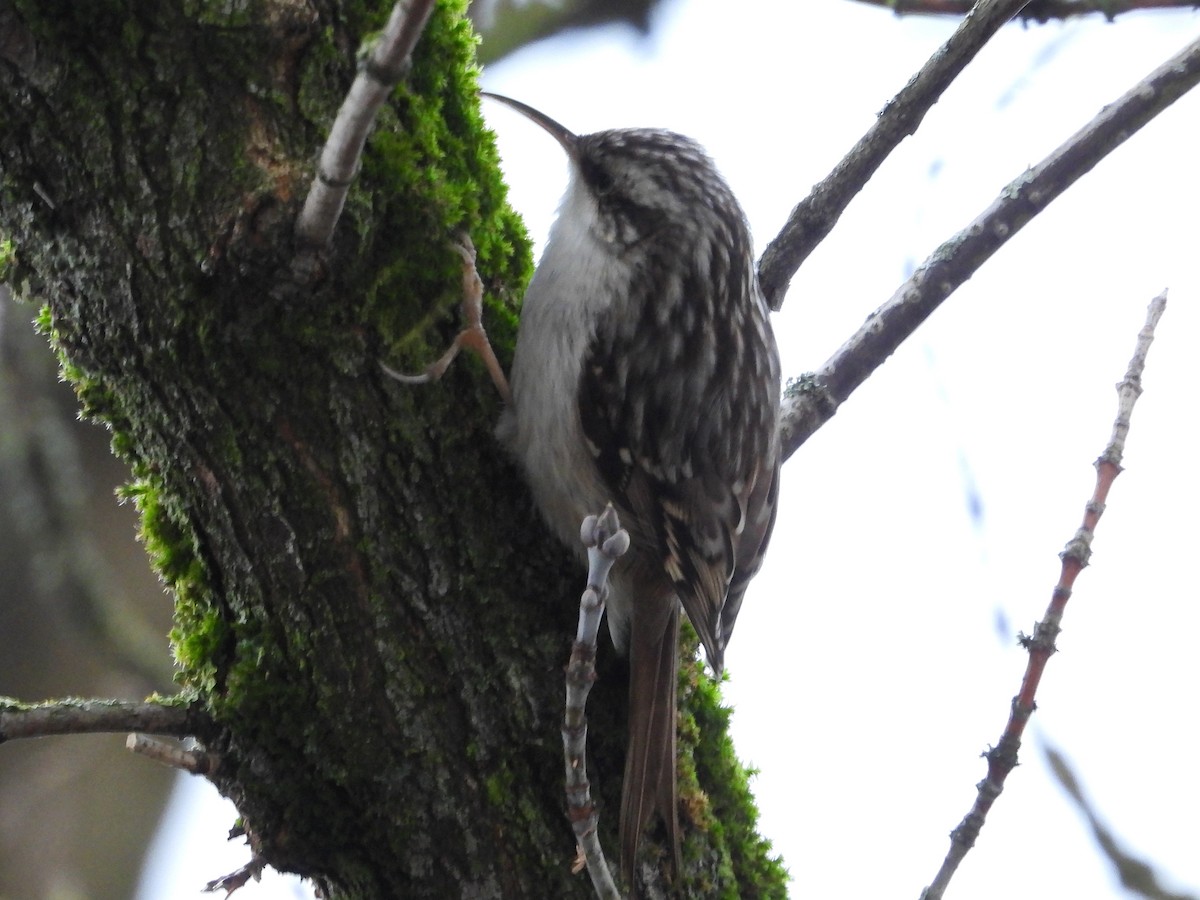 Eurasian Treecreeper - ML523823471