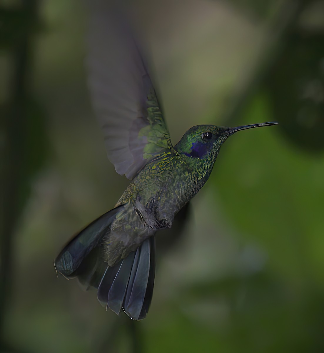 kolibřík modrouchý - ML523823661