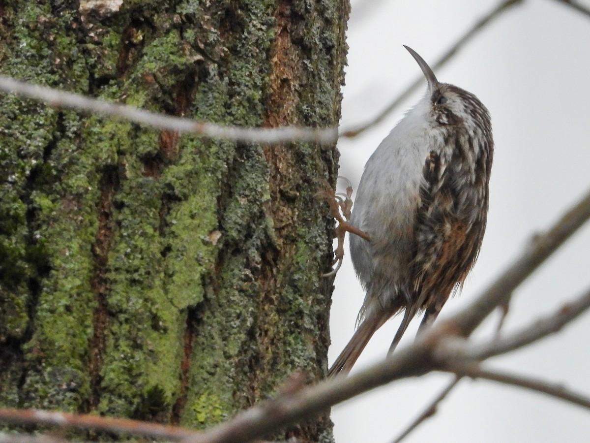 Eurasian Treecreeper - ML523823971