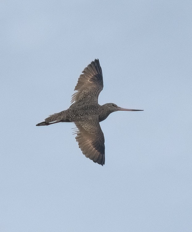 Marbled Godwit - ML523826131