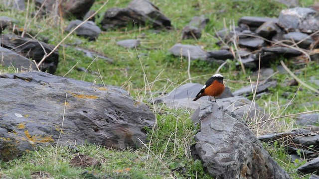 White-winged Redstart - ML523827191