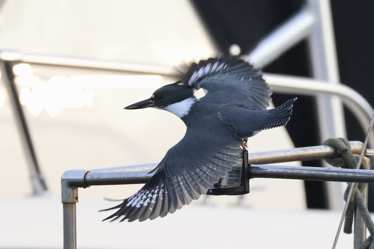 Belted Kingfisher - Alice Church