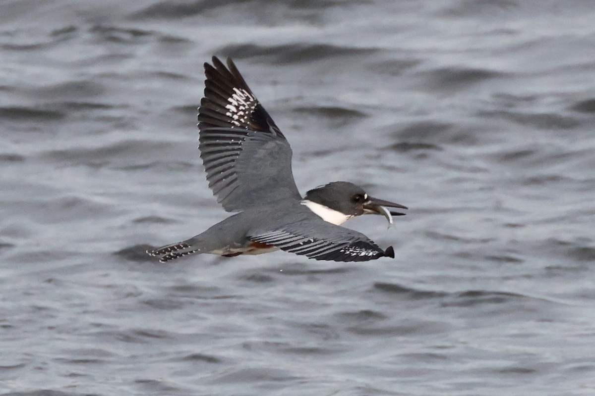 Belted Kingfisher - ML523827411