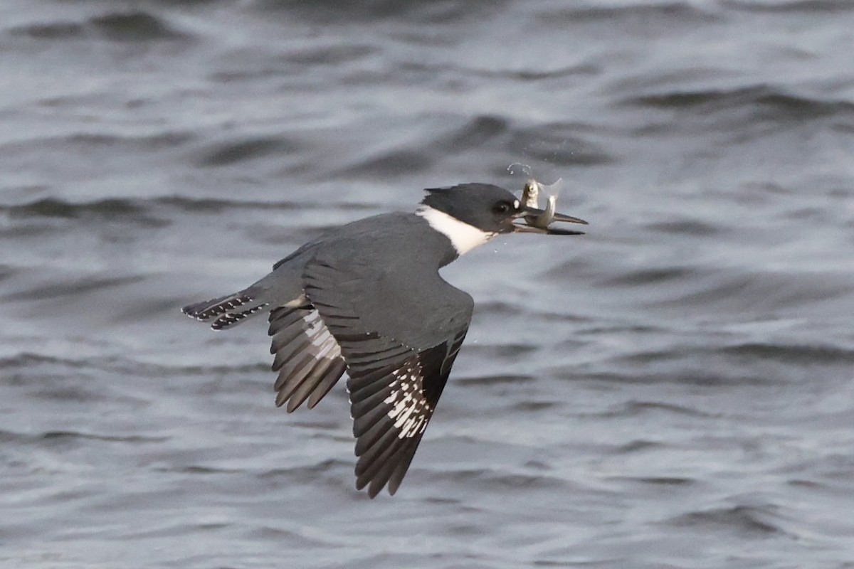 Belted Kingfisher - ML523827501