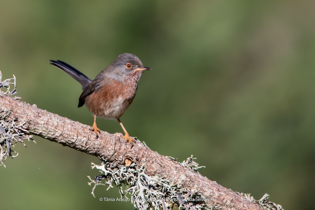 Dartford Warbler - ML52382761