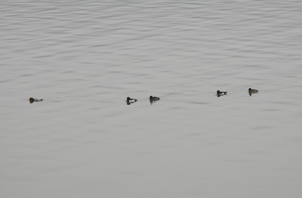 Tufted Duck - ML523827921