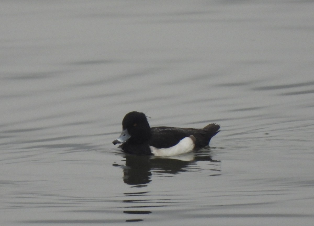 Tufted Duck - ML523827931