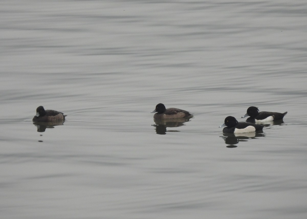Tufted Duck - ML523827941