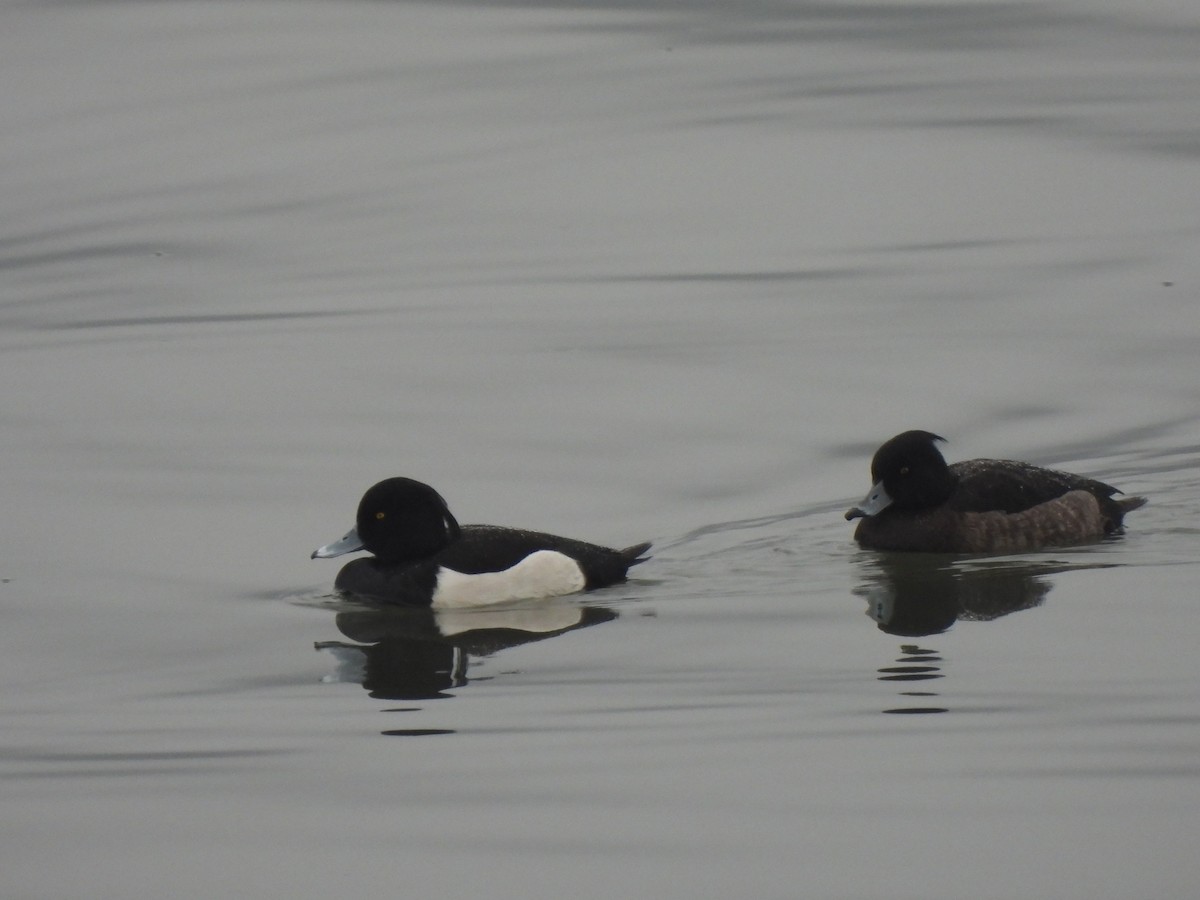 Tufted Duck - ML523827951