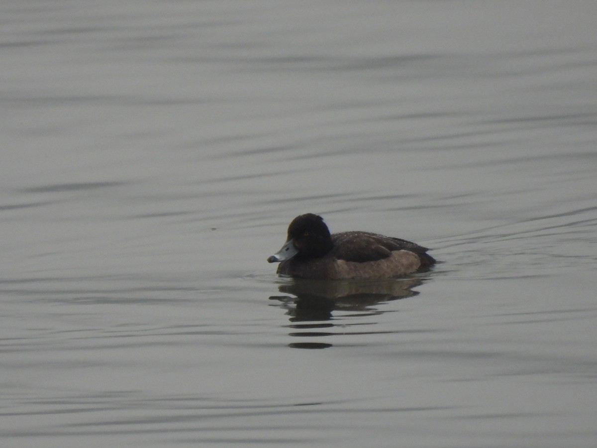 Tufted Duck - Young Gul Kim