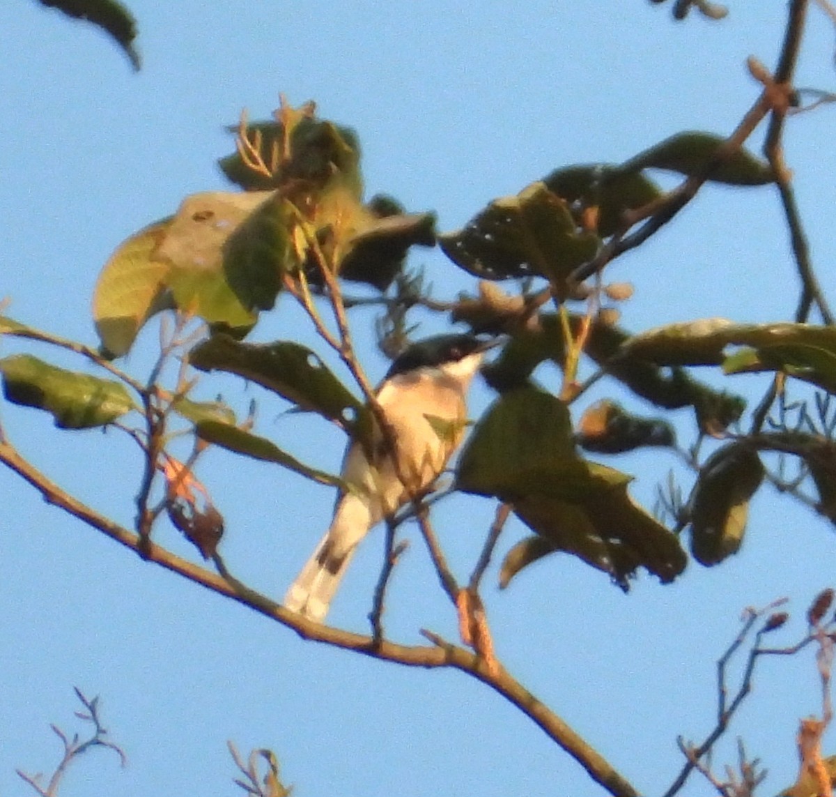 Bar-winged Flycatcher-shrike - Kalpesh Gaitonde