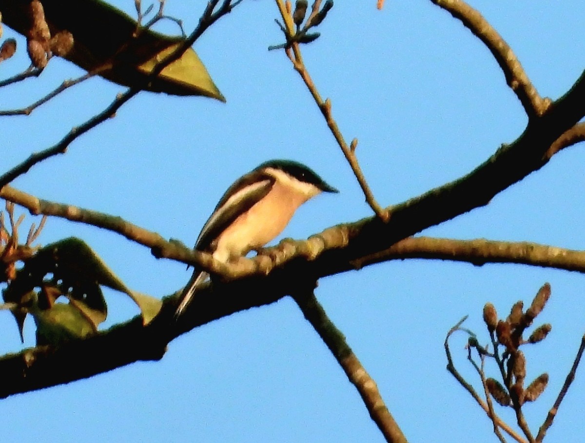 Bar-winged Flycatcher-shrike - ML523827991