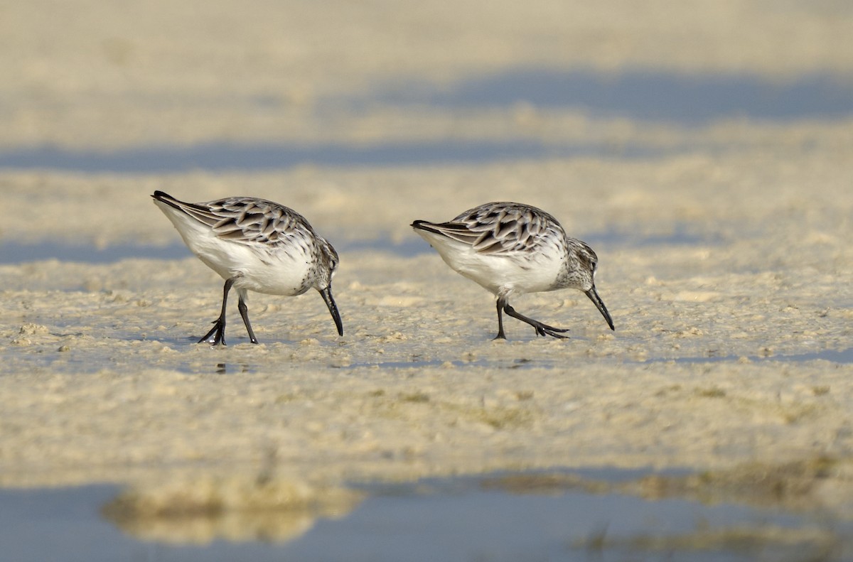 Broad-billed Sandpiper - ML523828581