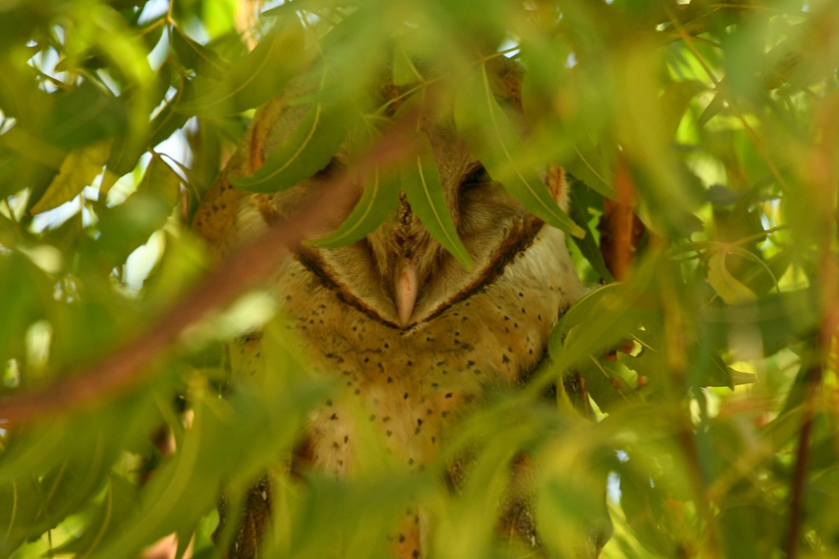 Barn Owl - Dhyey Shah