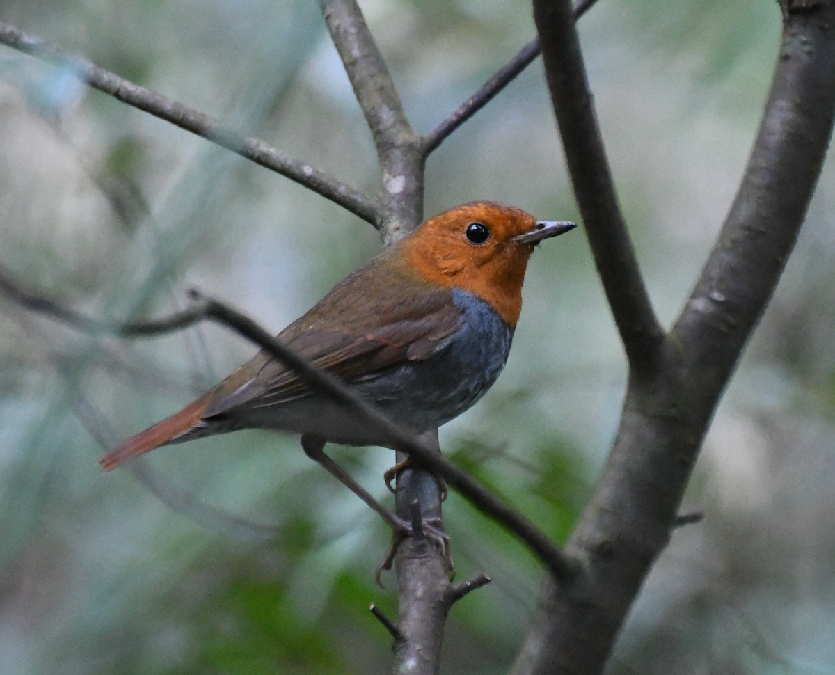 Japanese Robin - ML523829161