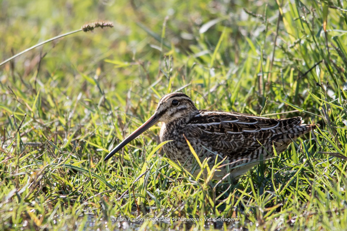 Common Snipe - ML52382951