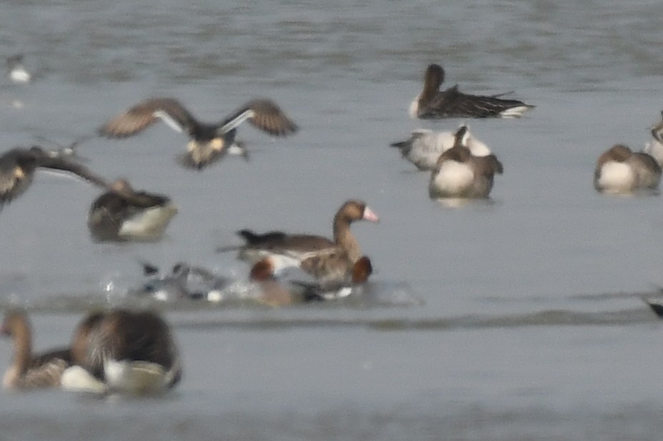 Greater White-fronted Goose - ML523829951
