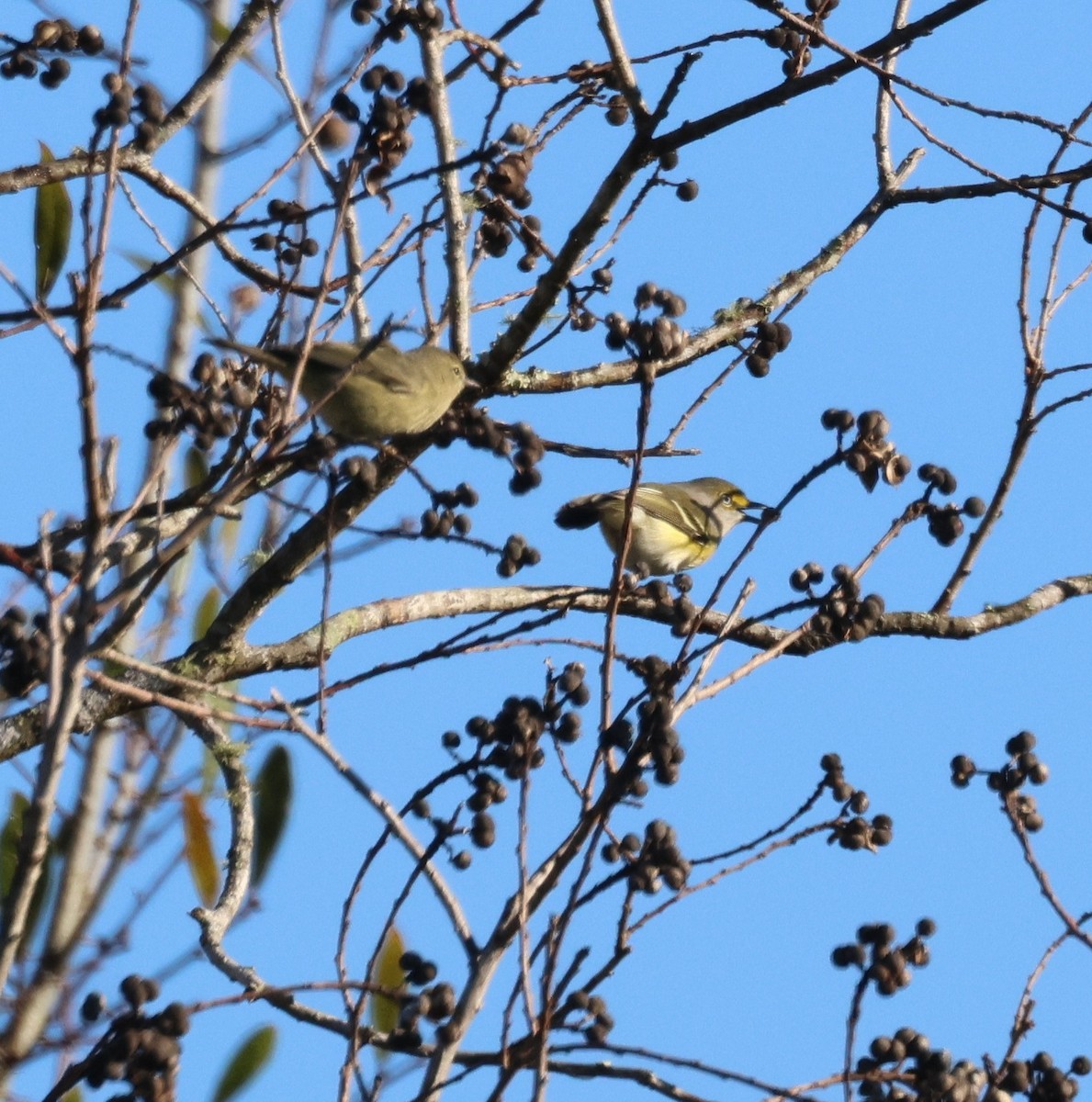 White-eyed Vireo - ML523830211