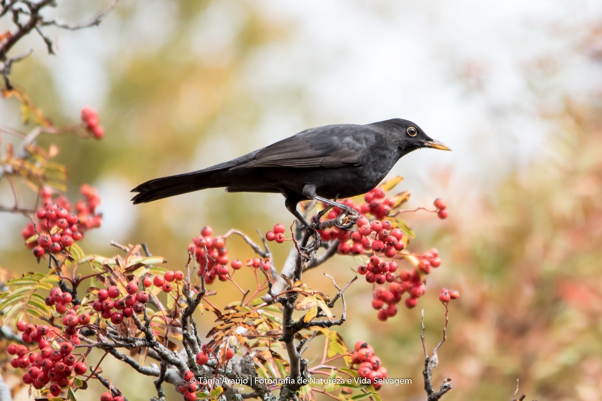 Eurasian Blackbird - ML52383061