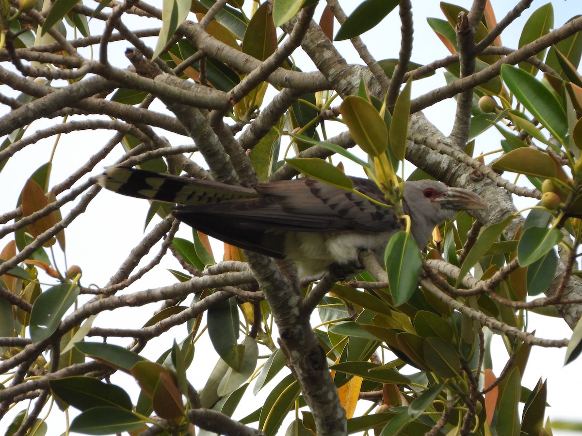 Channel-billed Cuckoo - Andrew Guy