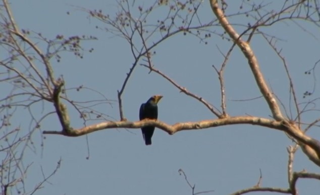 Golden-crested Myna - ML523831381