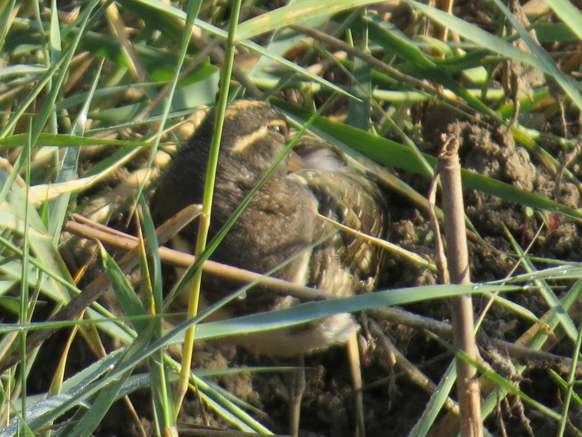 Greater Painted-Snipe - ML523832811