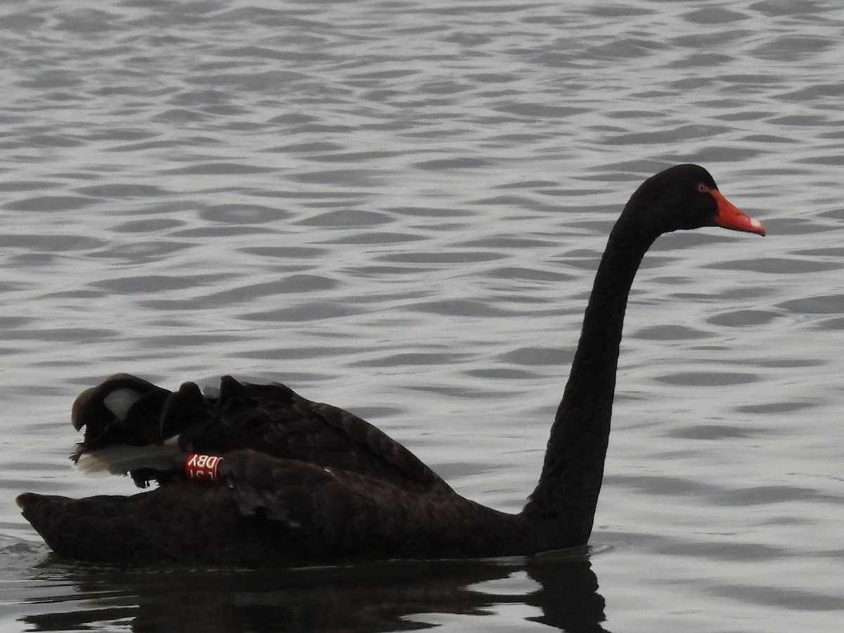 Black Swan - ML523832841