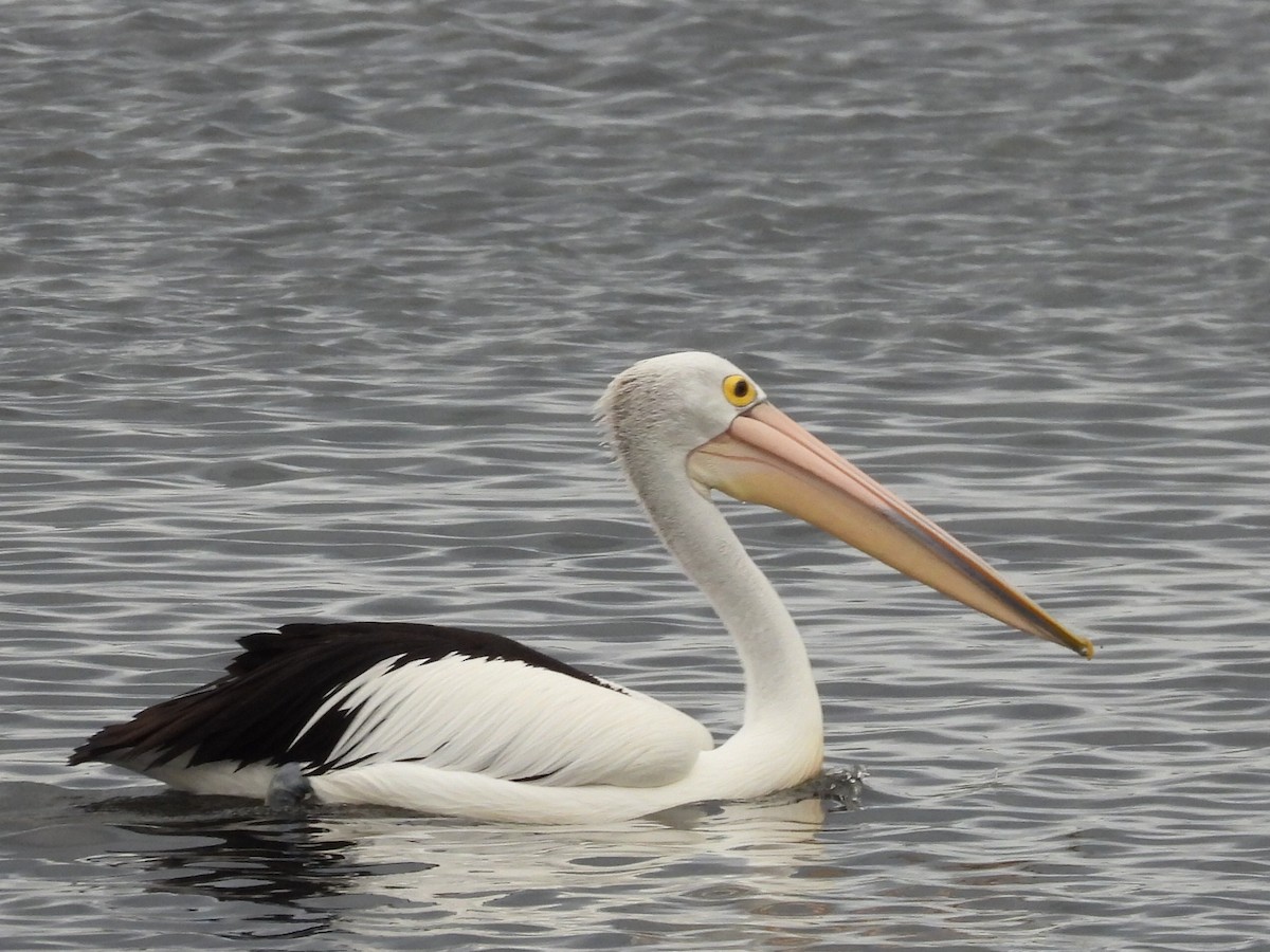 Australian Pelican - Scott Fox