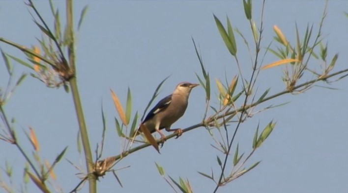 Vinous-breasted Myna - Josep del Hoyo