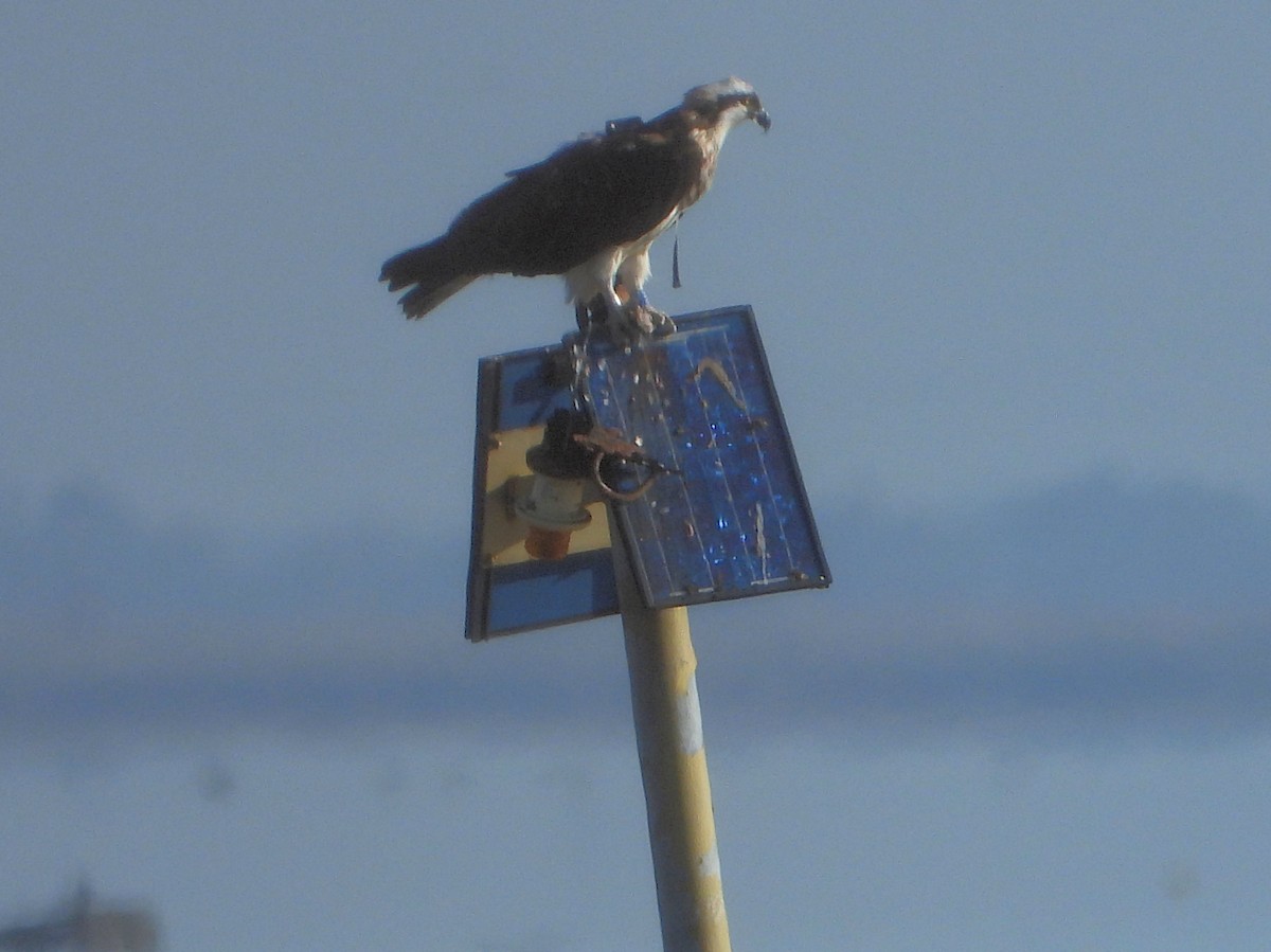 Osprey - Teresa Cohen