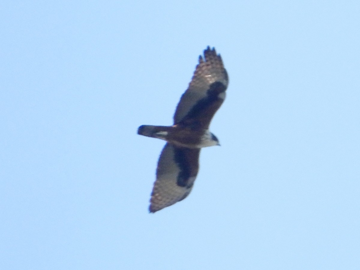 Rufous-bellied Eagle - ML523834551