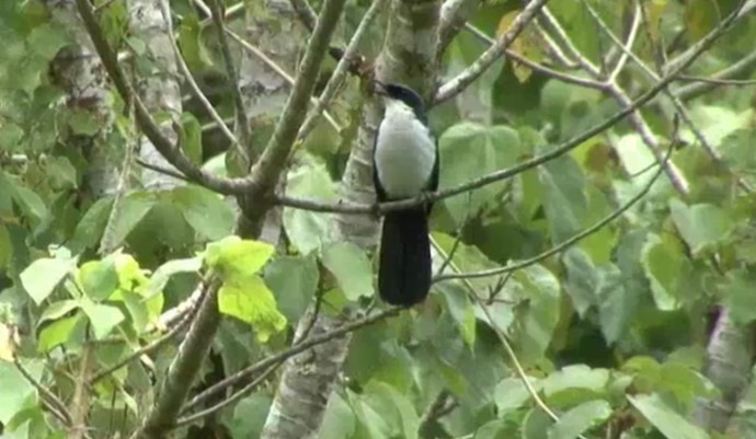 Blue-and-white Mockingbird - ML523834711