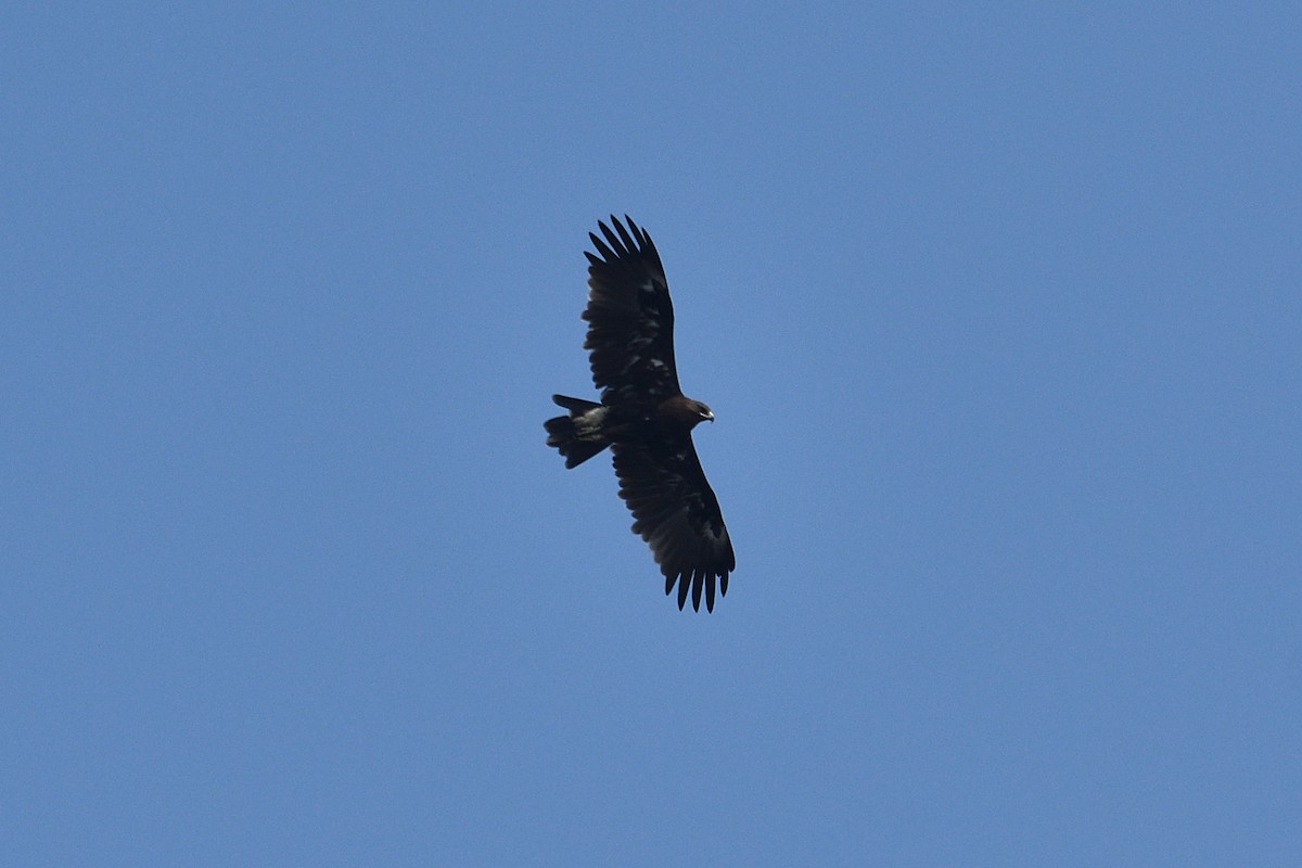 Greater Spotted Eagle - ML523835341