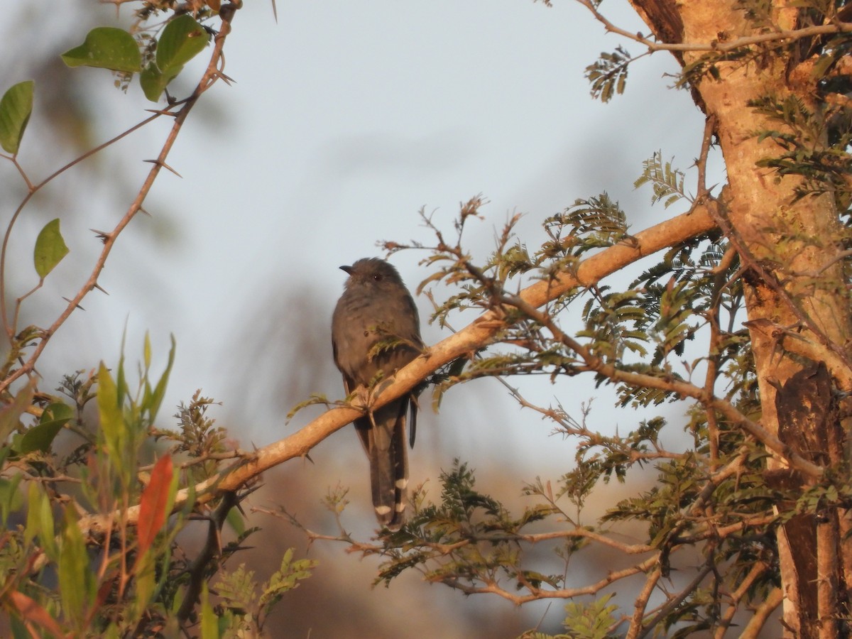 Gray-bellied Cuckoo - ML523835641