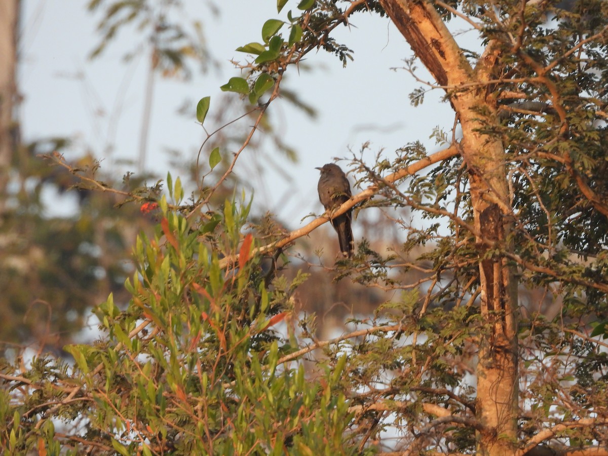 Gray-bellied Cuckoo - ML523835651