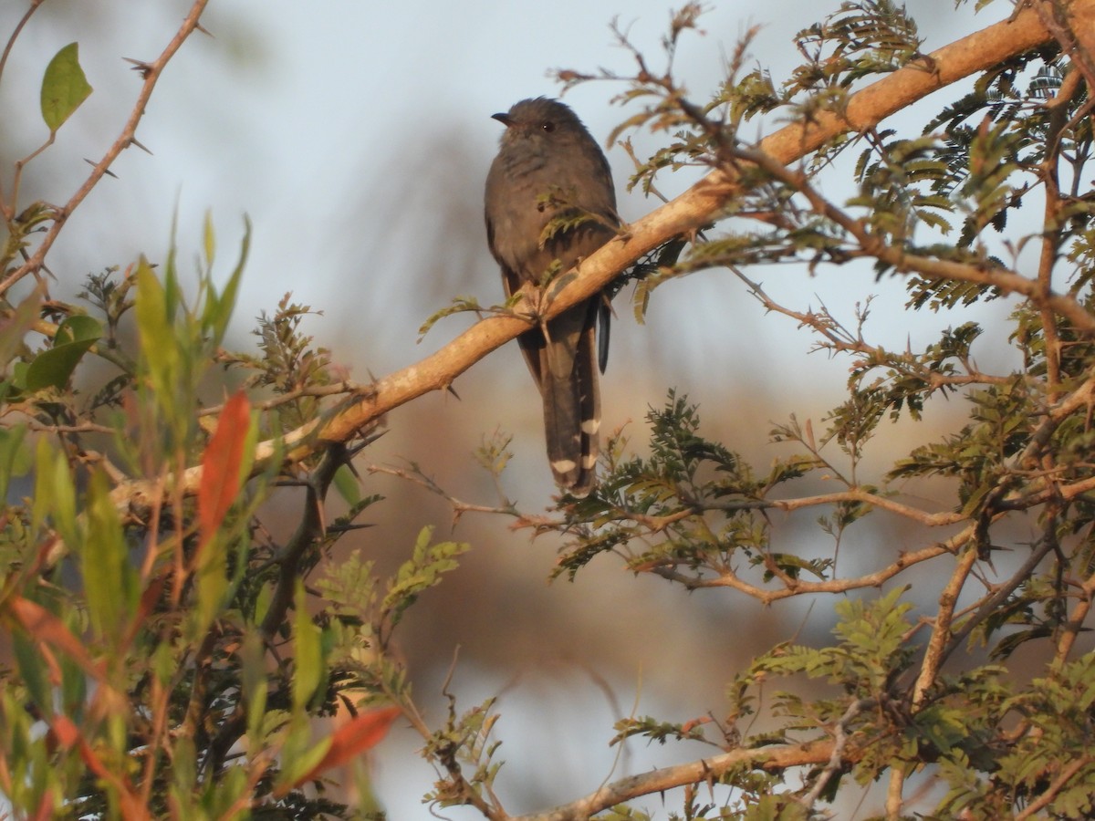 Gray-bellied Cuckoo - ML523835661