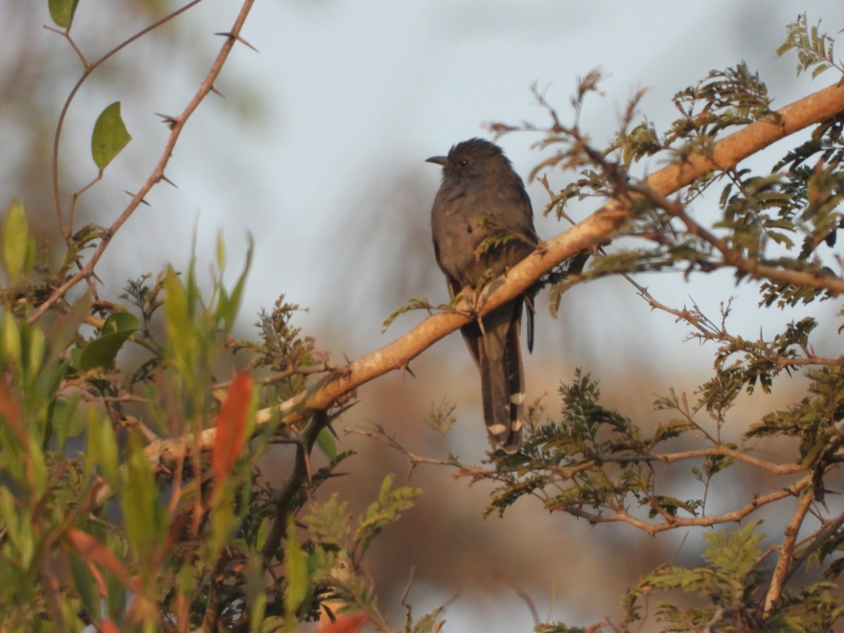 Gray-bellied Cuckoo - ML523835671