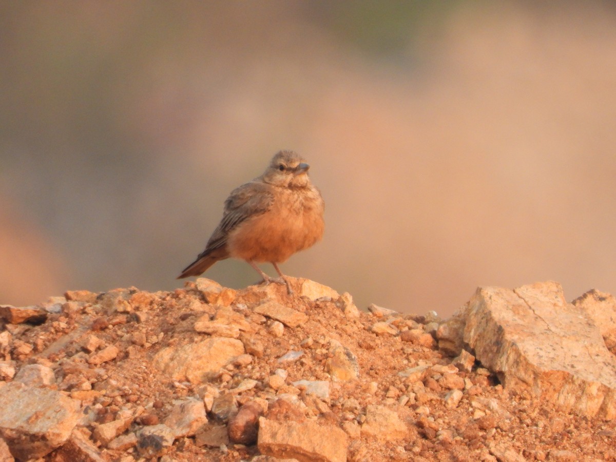 Rufous-tailed Lark - ML523835871