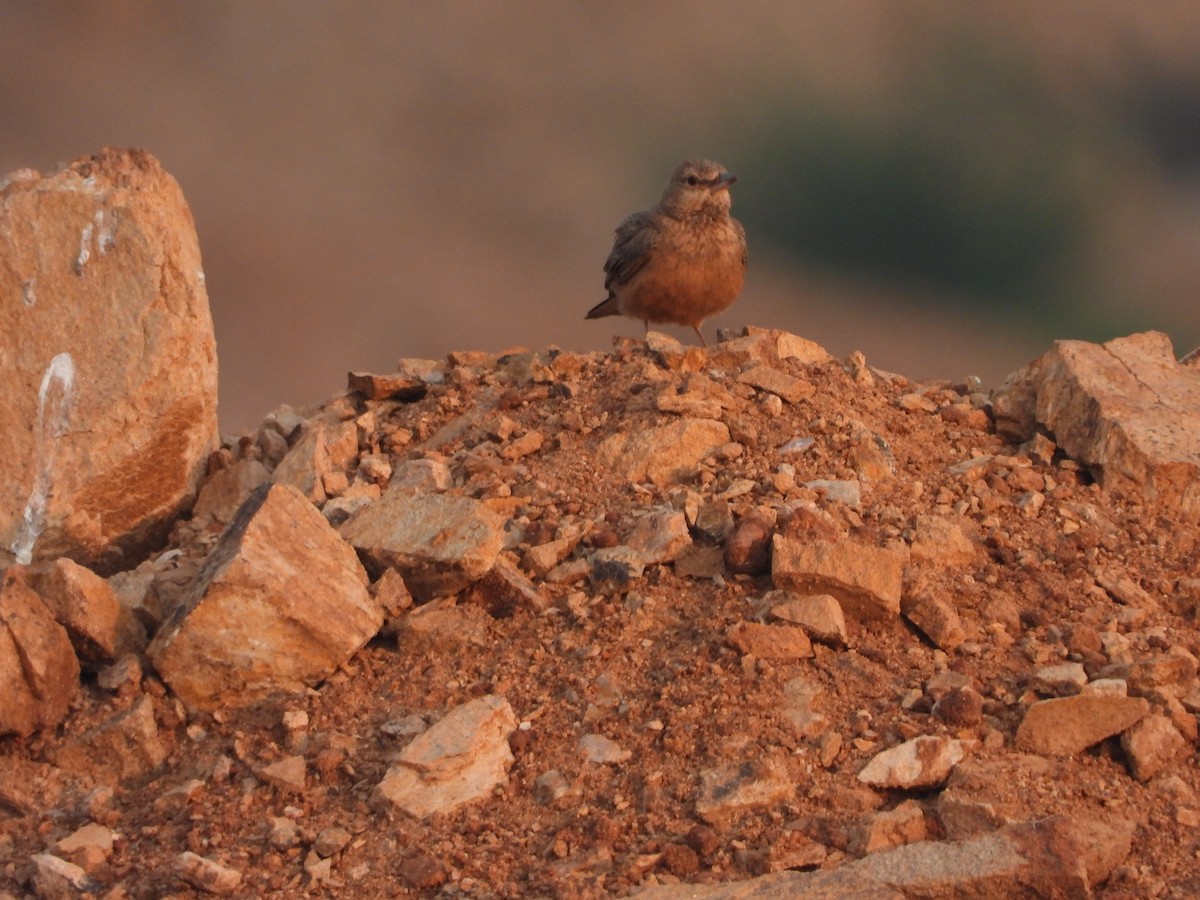 Rufous-tailed Lark - ML523835881